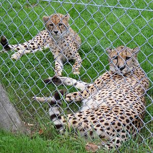Cheetah with cub at Africa Alive!, 13 September 2010