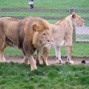 African lions at Africa Alive!, 13 September 2010