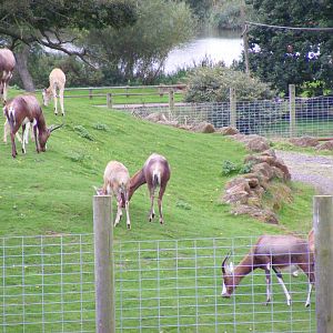 Blesboks at Africa Alive!, 13 September 2010