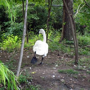 Trumpeter Swan