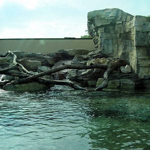 North American River Otter Exhibit