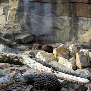 North American River Otter