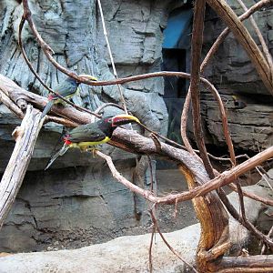 Tropics-Green Aracari