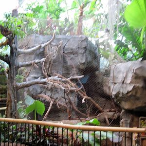 Tropics-Green Aracari/Freshwater Stingray Exhibit
