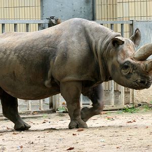 Black rhinoceros; Frankfurt; 9th September 2010