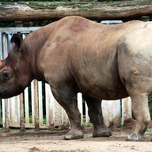 Black rhinoceros; Frankfurt; 9th September 2010