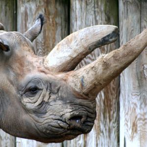 Black rhinoceros; Frankfurt; 9th September 2010