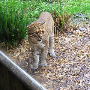 Asian golden cat at Thrigby Hall, 14 September 2010