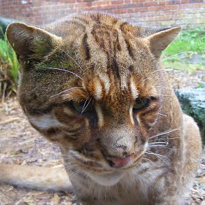 Asian golden cat at Thrigby Hall, 14 September 2010