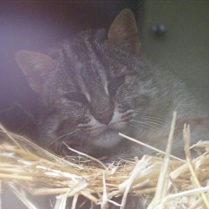 Leopard cat at Thrigby Hall, 14 September 2010
