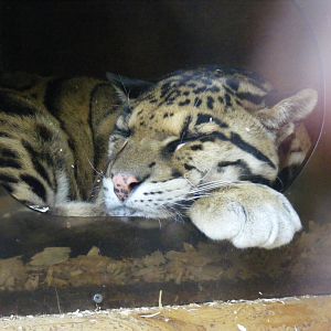 Clouded leopard at Thrigby Hall, 14 September 2010
