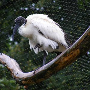 Sacred ibis at Thrigby Hall, 14 September 2010