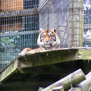 Sumatran tiger at Thrigby Hall, 14 September 2010