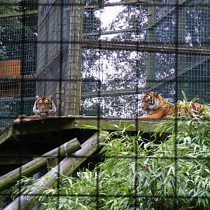 Sumatran tigers at Thrigby Hall, 14 September 2010