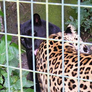 Amur leopards at Thrigby Hall, 14 September 2010