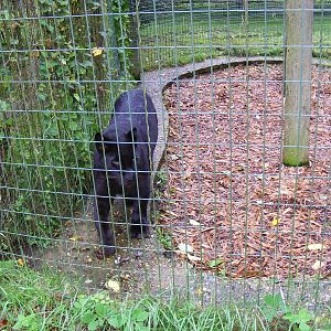 Amur leopard at Thrigby Hall, 14 September 2010