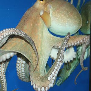 Octopus; Karlsruhe; 5th September 2010