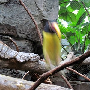Tropics-Green Aracari