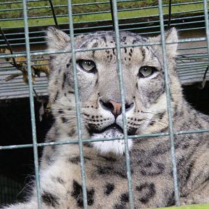 Snow leopard at Thrigby Hall, 14 September 2010