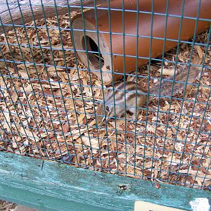 Borunduki (Siberian chipmunk) at Thrigby Hall, 14 September 2010