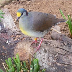 Yellowfronted ground dove at Thrigby Hall, 14 September 2010