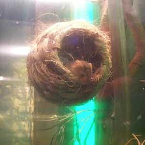 Harvest mouse at Thrigby Hall, 14 September 2010