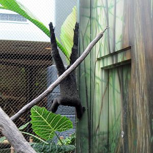 Tropics-White-cheeked Gibbon