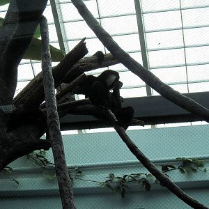 Tropics-White-cheeked Gibbon