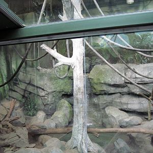 Tropics-White-cheeked Gibbon/Asian small-clawed otter Exhibit