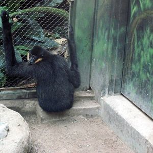 Tropics-White-cheeked Gibbon
