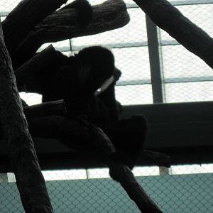 Tropics-White-cheeked Gibbon