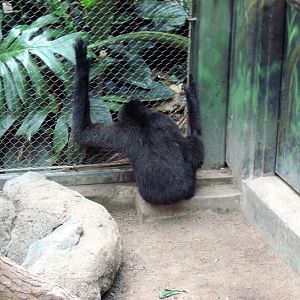 Tropics-White-cheeked Gibbon