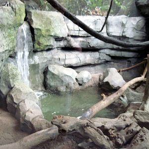 Tropics-White-cheeked Gibbon/Asian small-clawed otter Exhibit