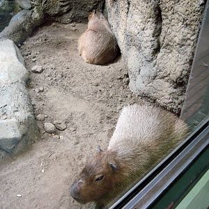 Tropics-Capybaras