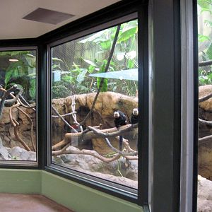 Tropics-Capybara/Crested Screamer/White-faced Saki Monkey/Prehensile-tailed