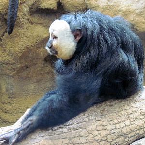 Tropics-White-faced Saki Monkey