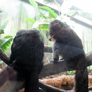 Tropics-White-faced Saki Monkeys