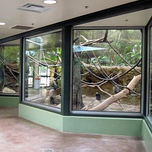 Tropics-Blue Monkey/Mona Monkey/African Spurred Tortoise Exhibit