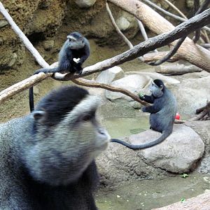 Tropics-Blue Monkeys