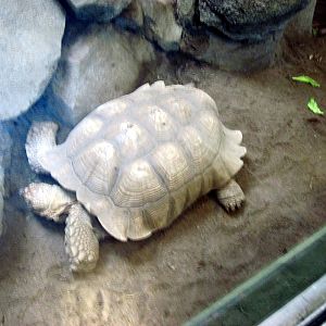 Tropics-African Spurred Tortoise