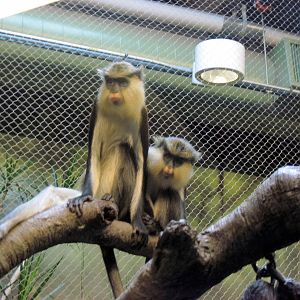 Tropics-Mona Monkeys