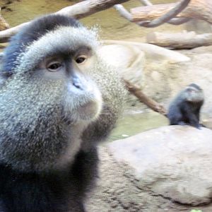 Tropics-Blue Monkeys