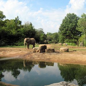 Africa-African Elephant