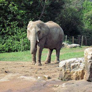 Africa-African Elephant