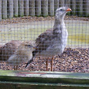 Red-legged seriemas at Banham Zoo, 14 September 2010