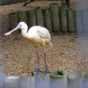African spoonbill at Banham Zoo, 14 September 2010