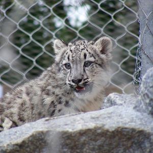 Snow leopard cub at Banham Zoo, 14 September 2010