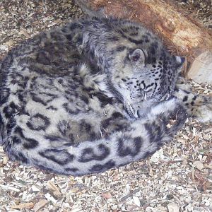 Rocky the snow leopard at Banham Zoo, 14 September 2010