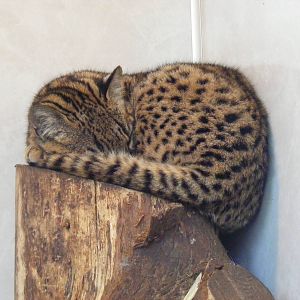 Geoffroy's cat at Banham Zoo, 14 September 2010