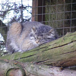 Pallas cat at Banham Zoo, 14 September 2010
